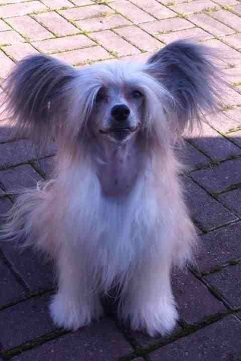 Bryelis Wind In Her Hair