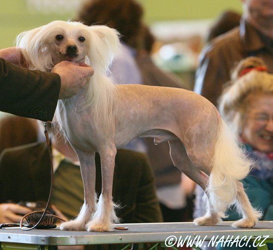 Nisyros Clamour for Glamour 