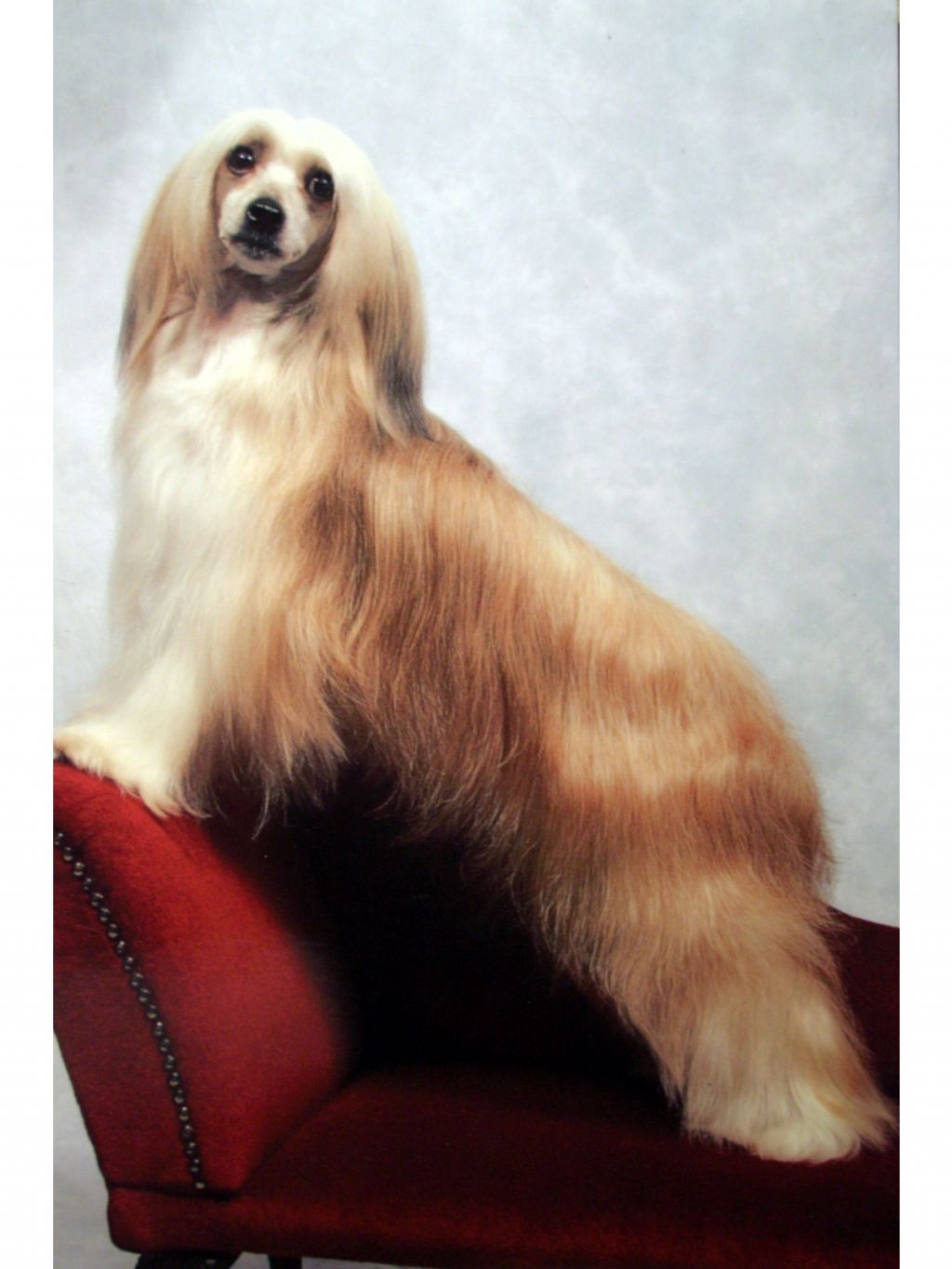 Xanton Peggy Sue at Tteswood ShCM: 3 Res CC's