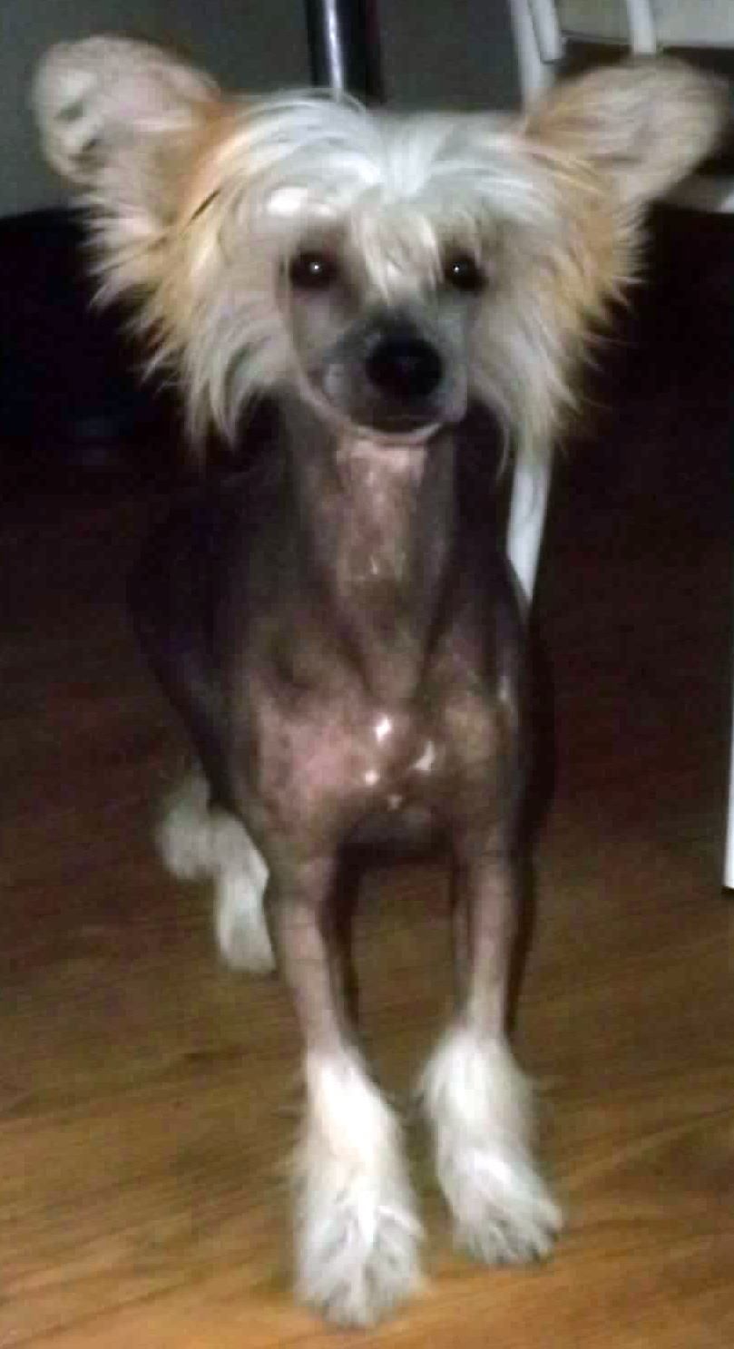 Pets High Gershwin And Fire