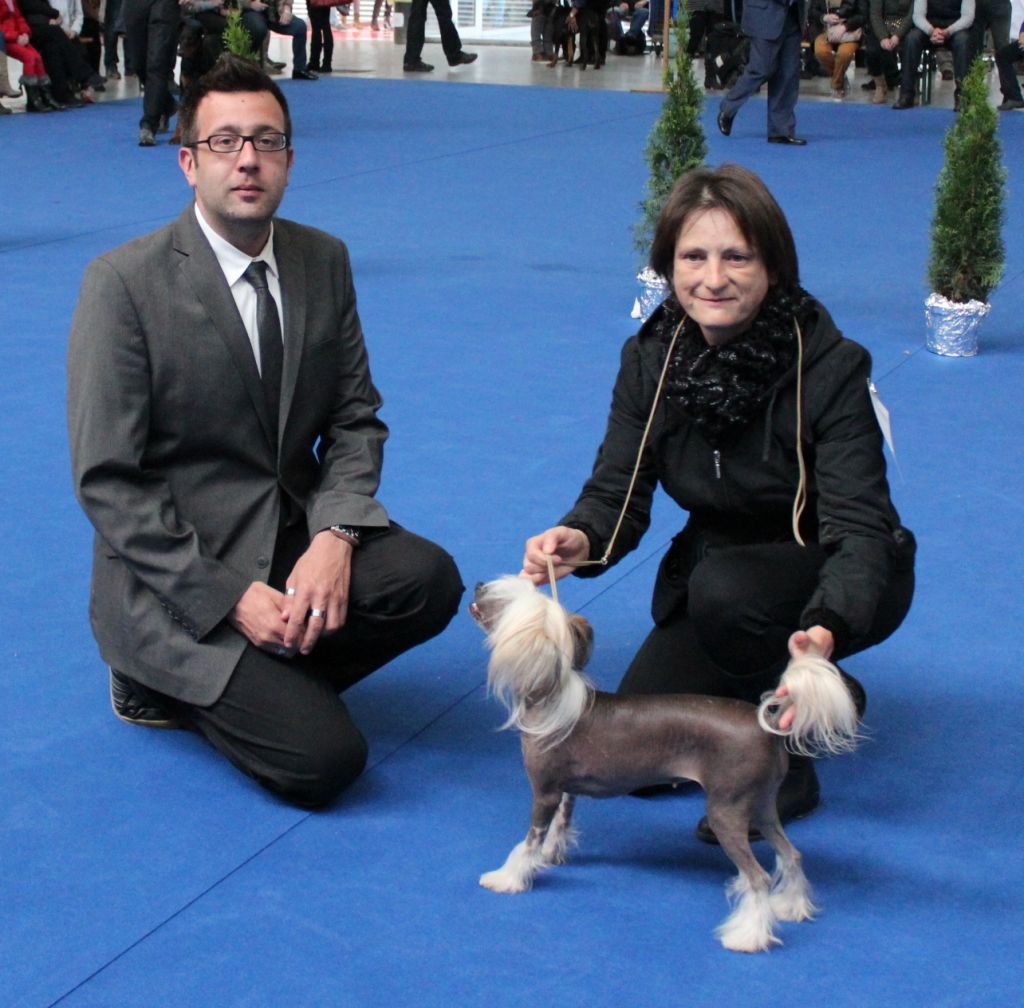 Pets High Glossy Gossip