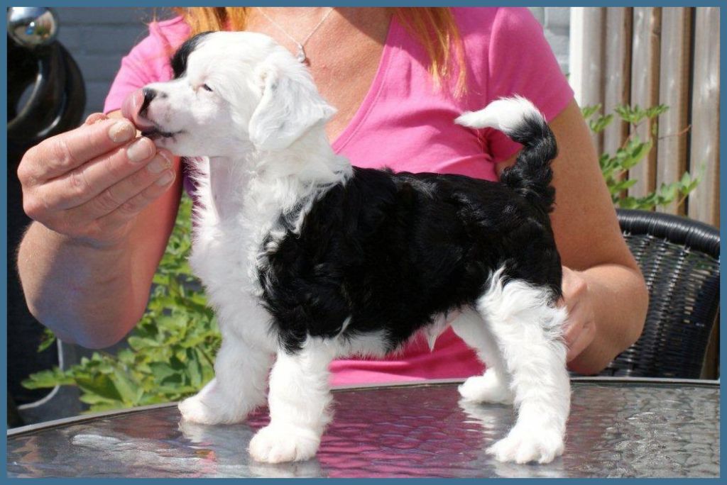 Alegro of Samira's Paradise