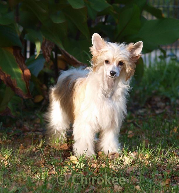 Jessy Lee von Shinbashi