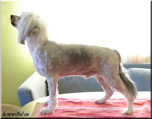 How Wilful In Right Colours