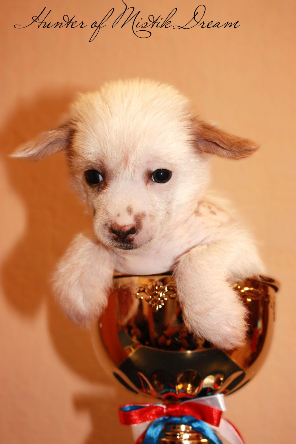 Hunter of Mistik Dream