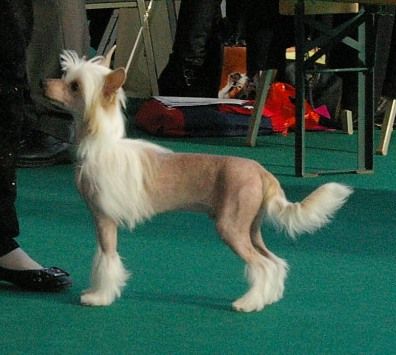 Love Rush von Shinbashi