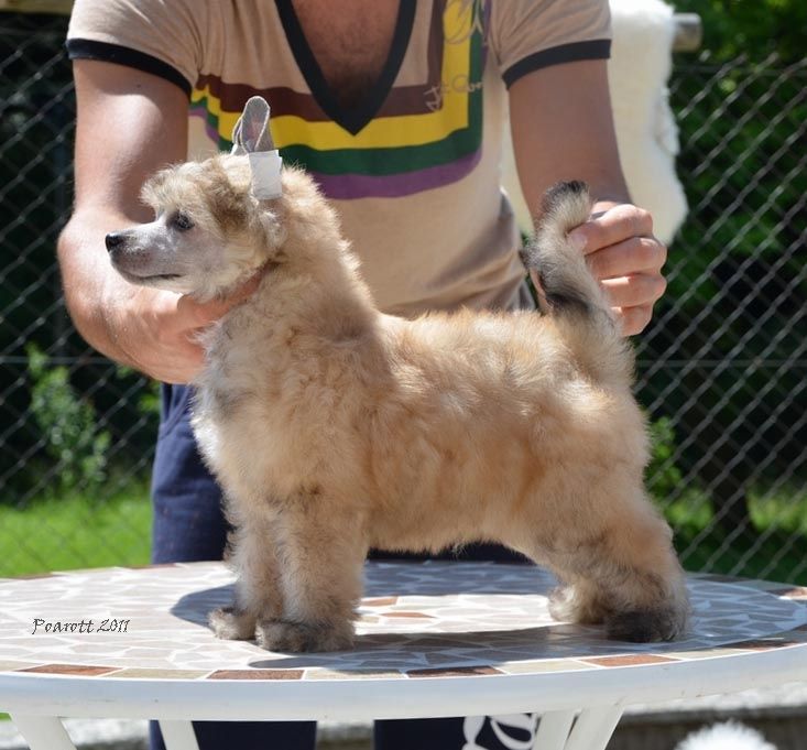 Man of Style Poarott