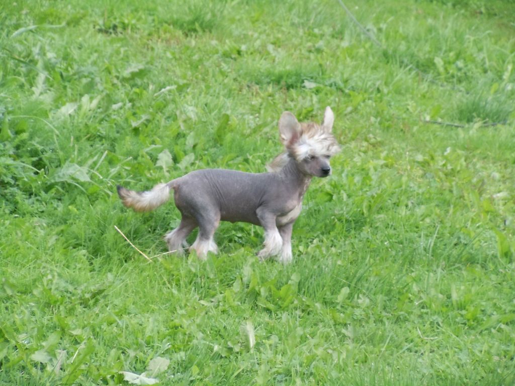 Drömtorpet's Anne Bonny Buccaneer