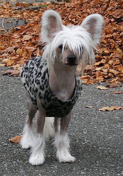 Wild Fairy Another To Remember