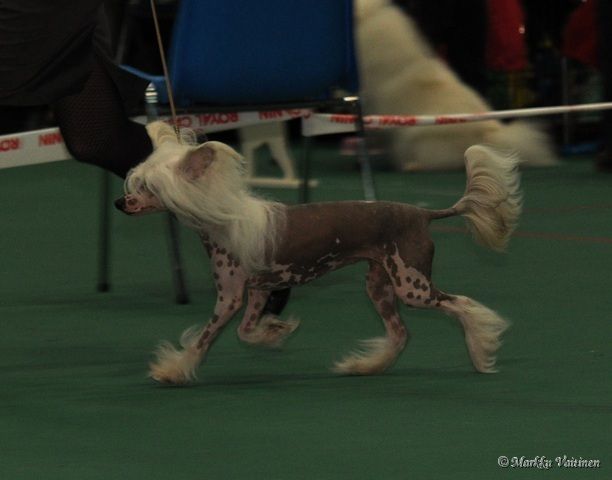 Windy Forest's A Loaded Smile