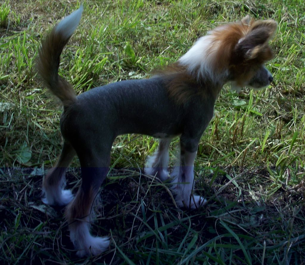 Bye-De Wizard Iz Strani Cvetov