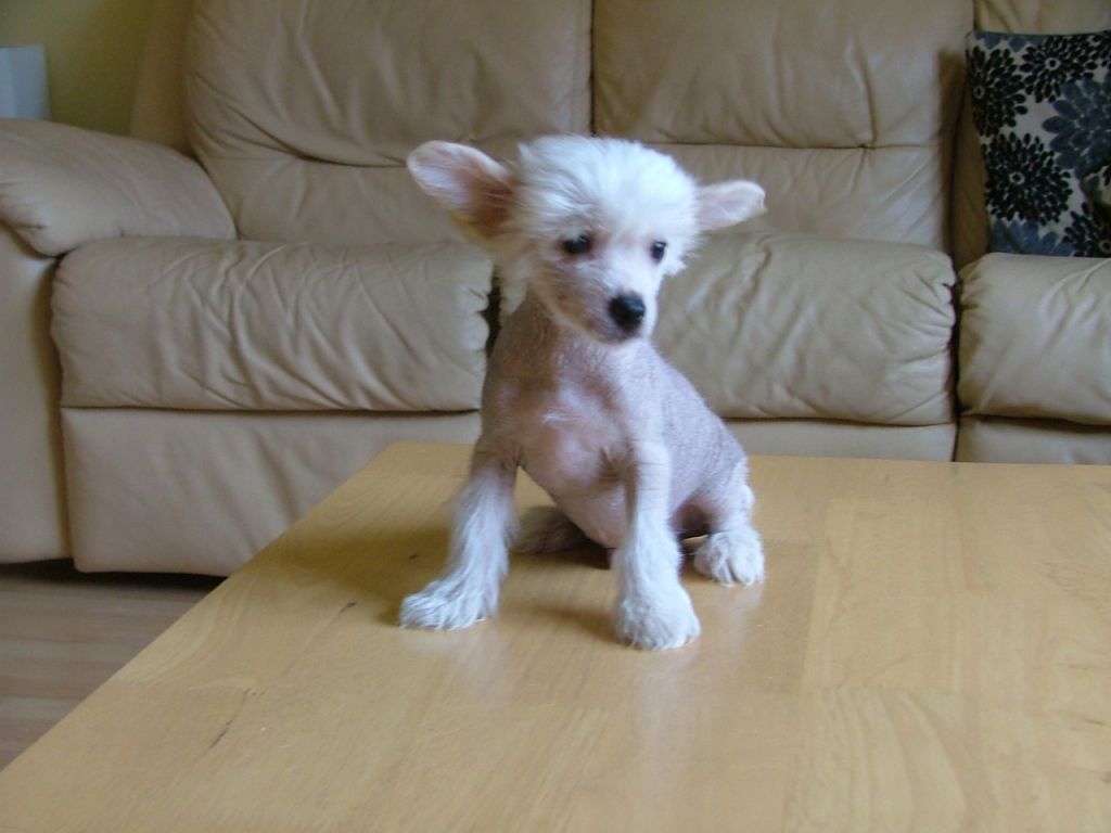 Poshsox Top Hat and Tails