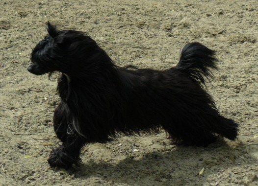 Kimba Top Model De Rama