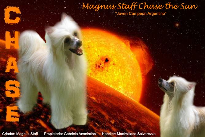 CH GrCH Magnus Staff Chase The Sun