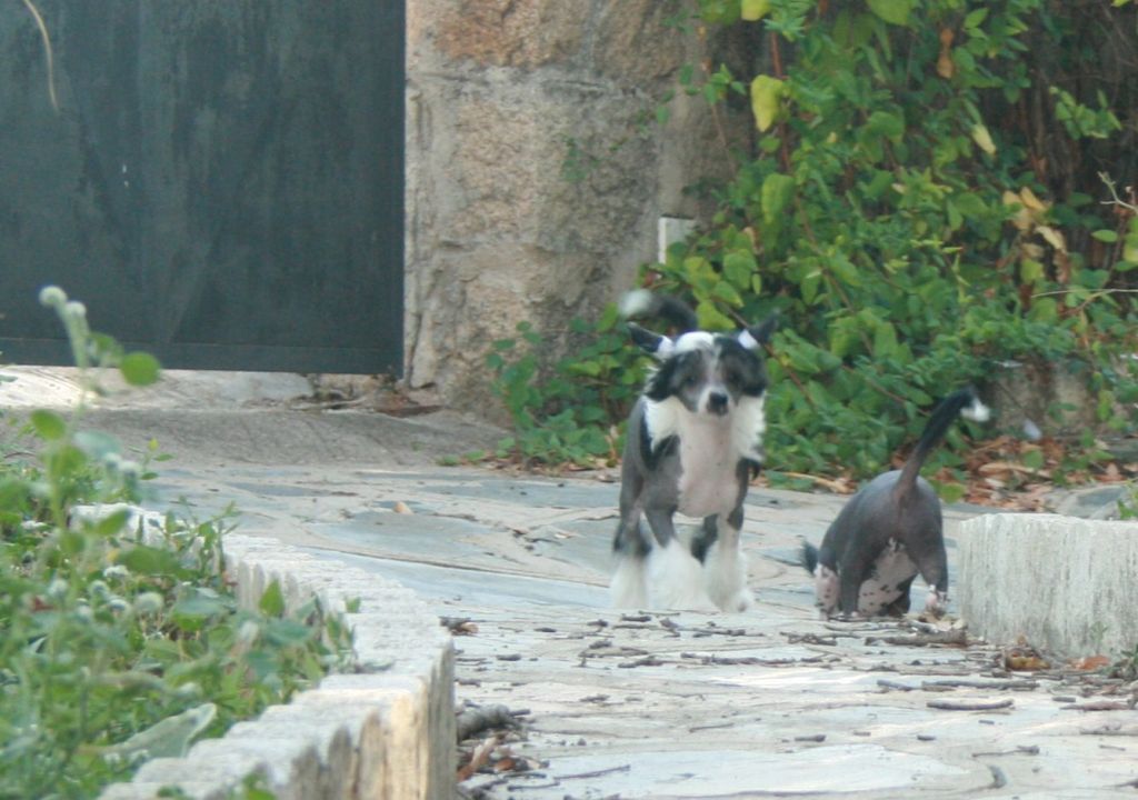 Magnus Staff Come What May