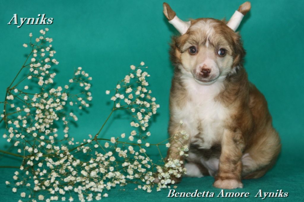 Benedetta Amore Ayniks