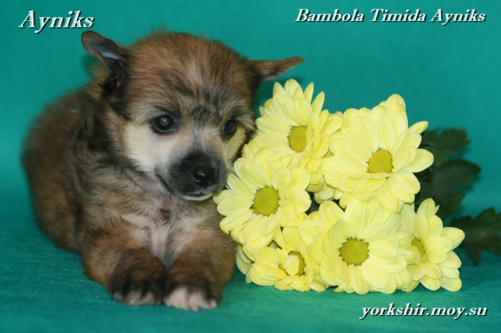 Bambola Timida Ayniks