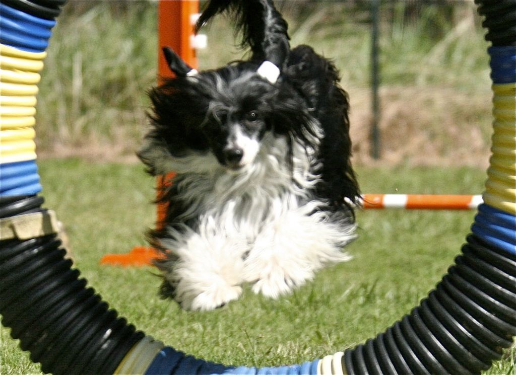 Shadowfox Twist of Fate of Diva RN, CGC