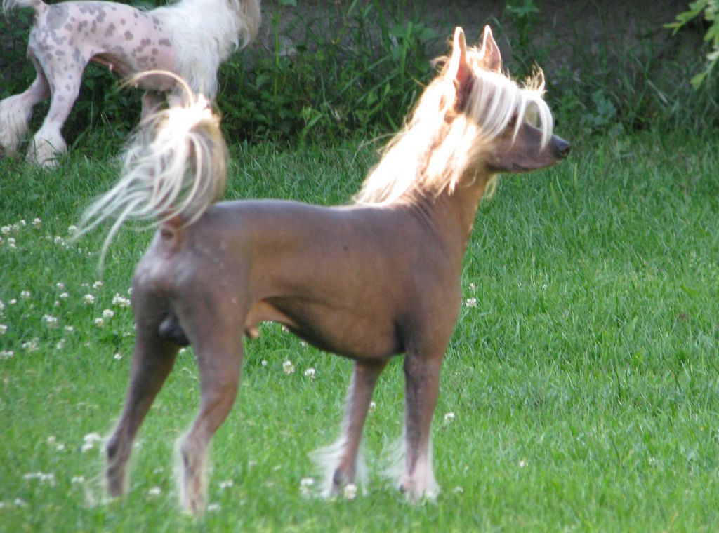 Denique Amare Rose of Silesia