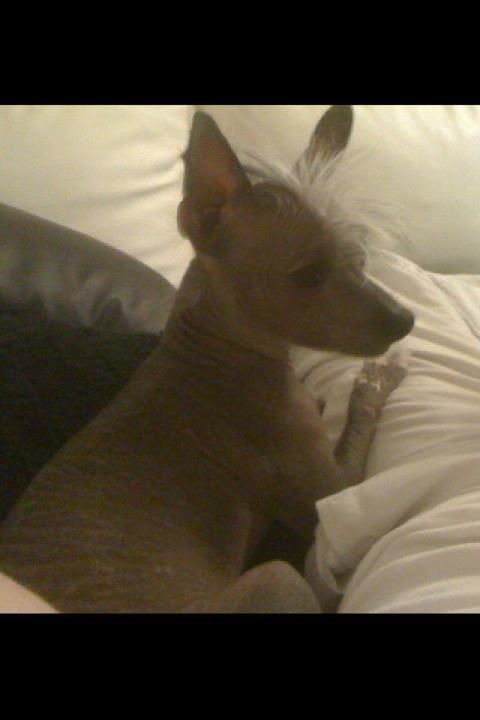 Gimli des gardiens des elfes