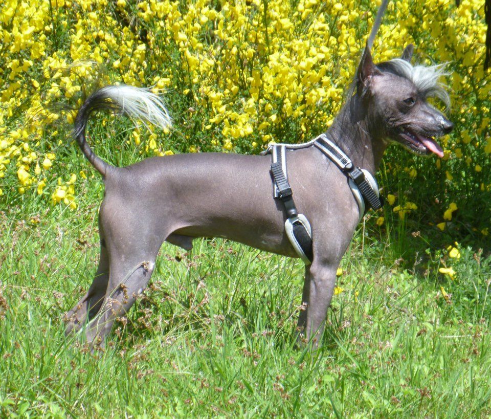 Gamling des Gardiens des elfes