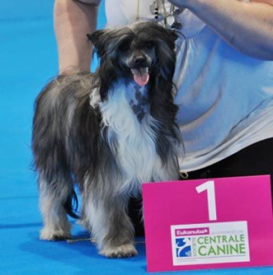 Glorfindel des gardiens des elfes