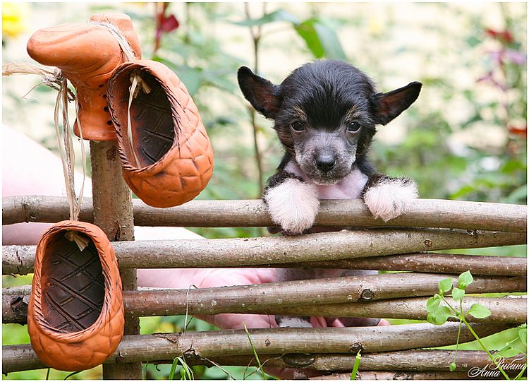 Dogland Happy Vintage Castle