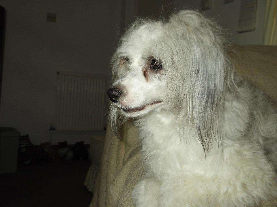 Salmoncrest Work Of Art