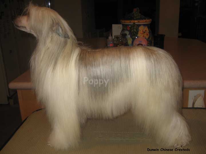 Calvo's Holliwould Fantasy