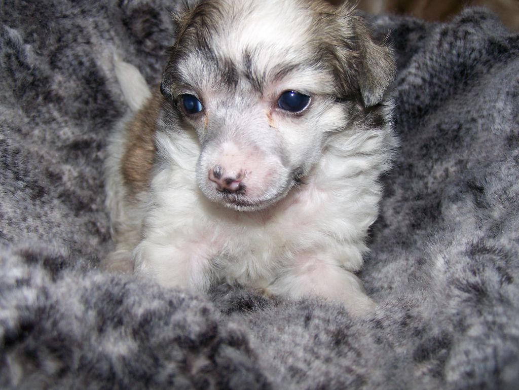 Game win du chti coup de patte