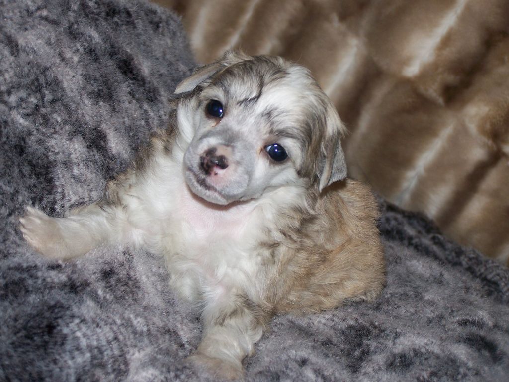 Game over du chti coup de patte