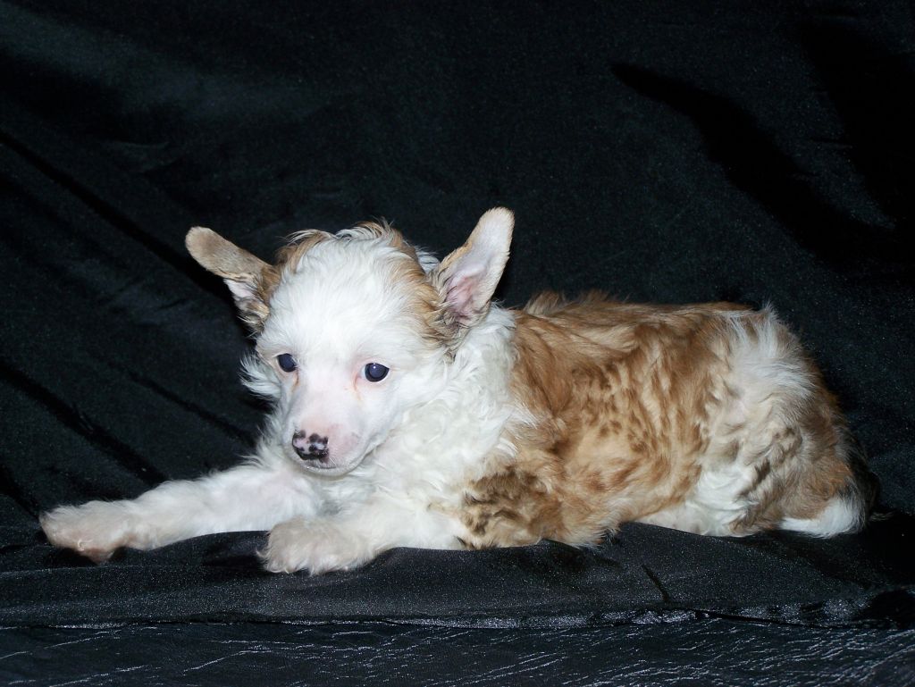 Gamin donald du chti coup de patte