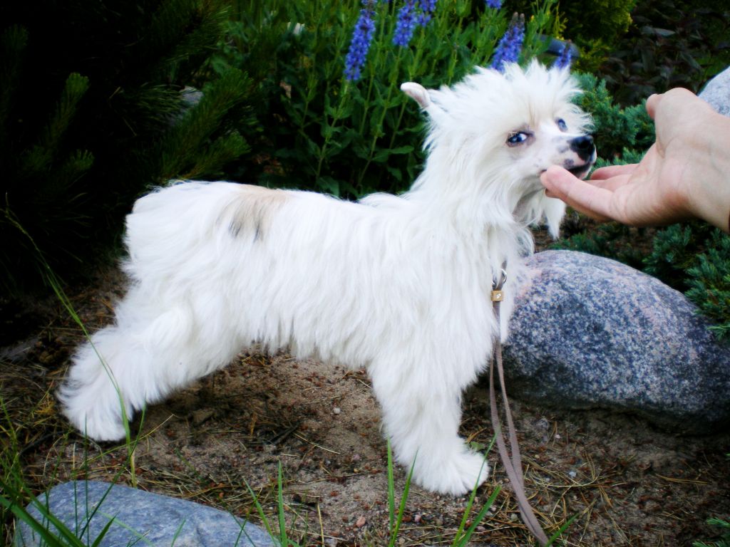 Shampa'n  Iz  Letnego  Sada