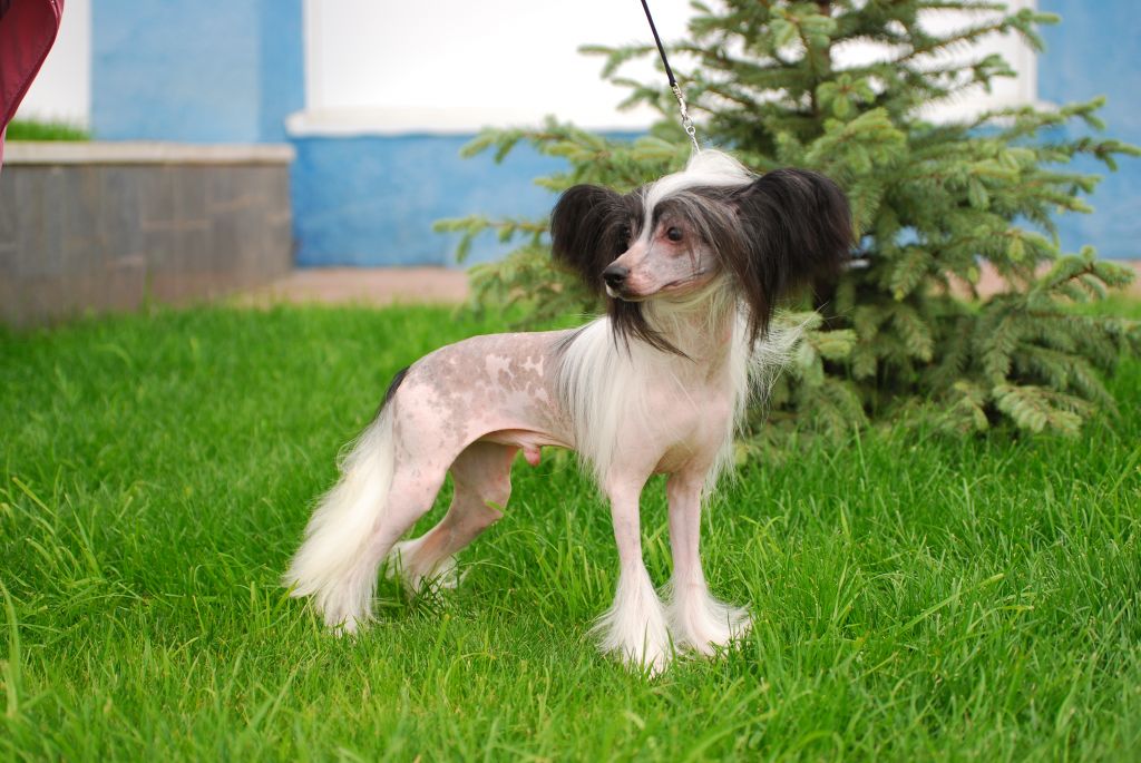 Gallurius Destiny Child 