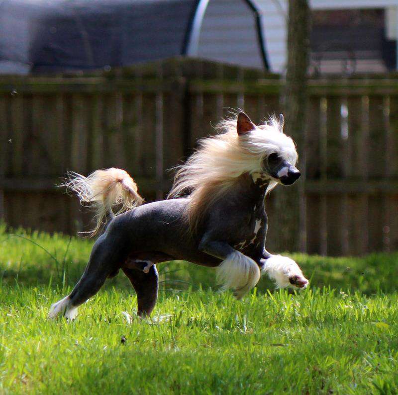 Zhen's Three Ring Circus