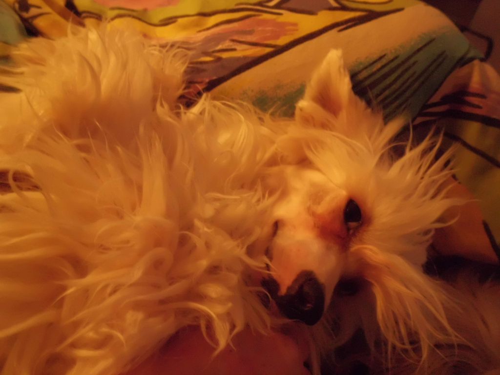 Gosa de piedra caida