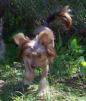 Spiritual-Mosaic My Girl Lolli Pop