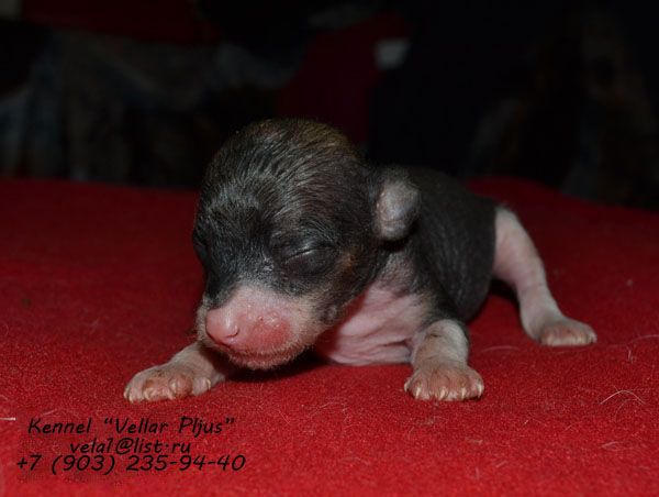 Vellar Pljus Venaforo