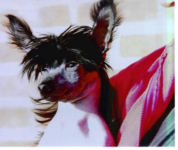 Anh Meï Li Ming Du Mont des Serfs