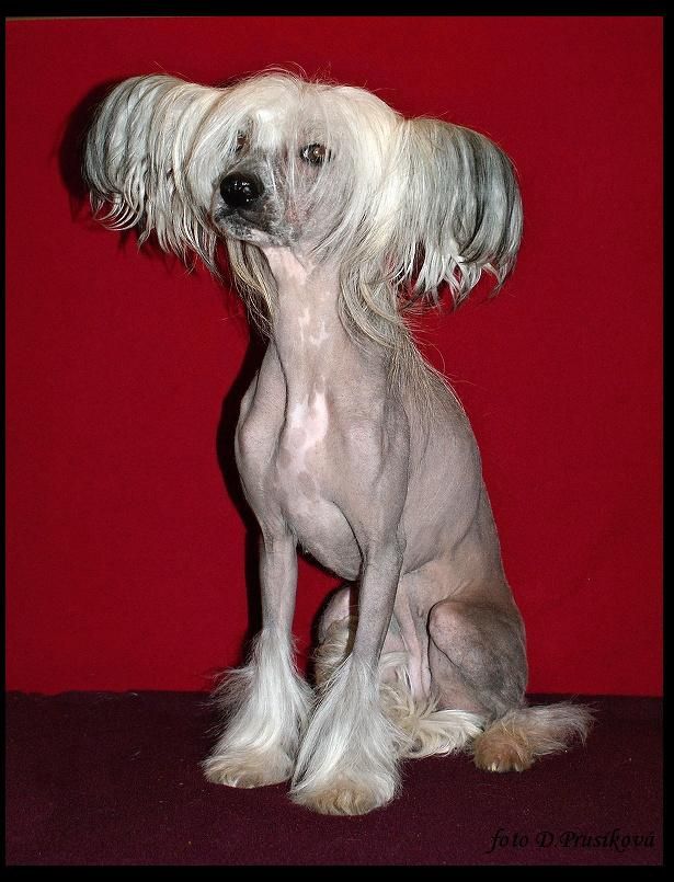 Ad'ifah Foxly Bohemia