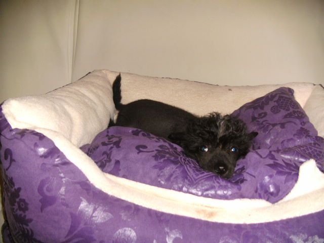 Absolutely Naked of Divaz Angelz