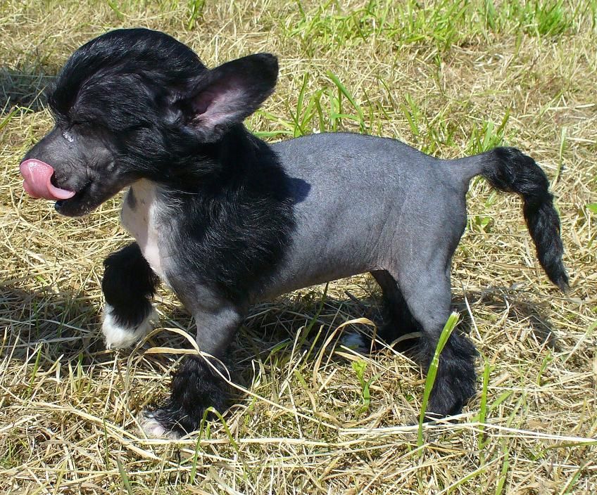 A Black Diamond of Divaz Angelz