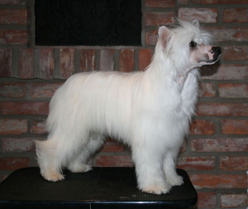 Proud Pony Wheels And Wings