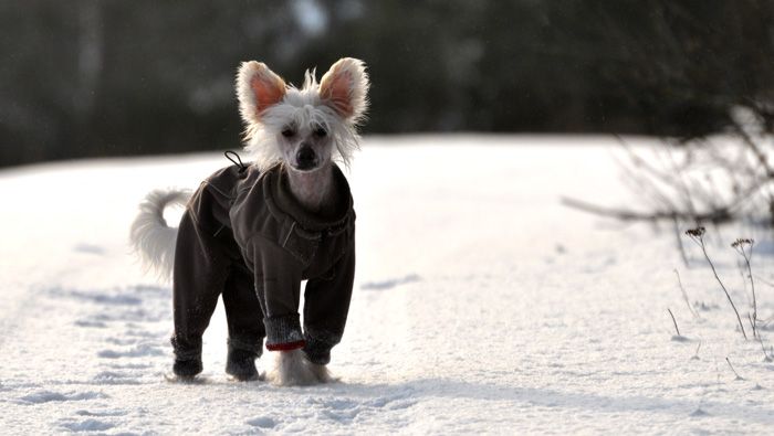 Jean Dark Love Me Do