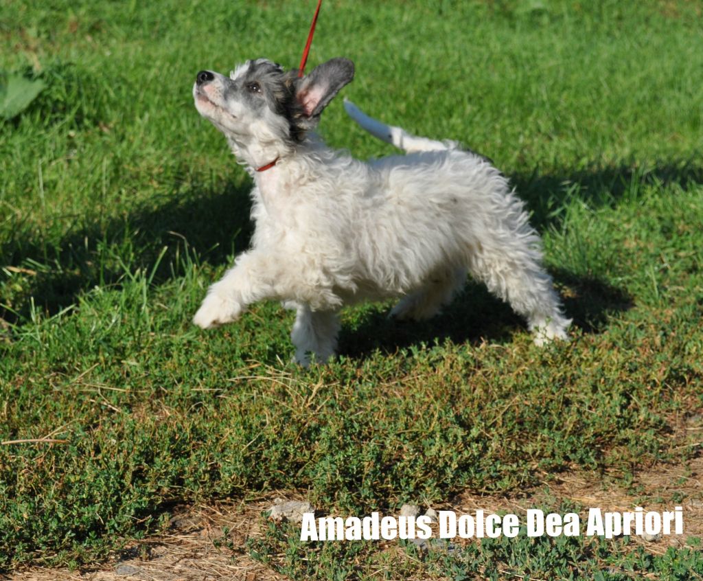 Amadeus Dol'ce Dea Apriori