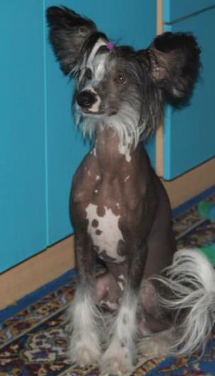 Amur Dol'ce Dae Apriori