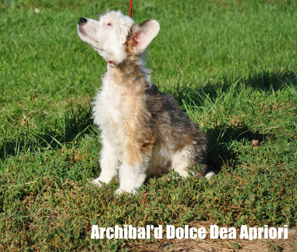 Archibal'd  Dol'ce Dea Apriori