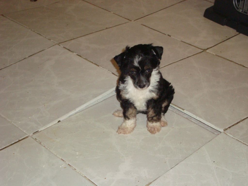 Aingeal's My True Colors (Tapia)