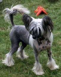 Doucai Stand And Eatliver