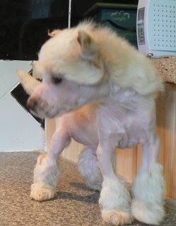 Doucai's Time To Shine